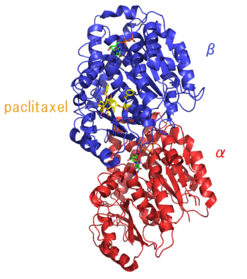 Tubulin &amp; paclitaxel