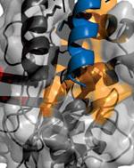 The interface of monomer A (gray) and the α-helix 5 of monomer B (blue).